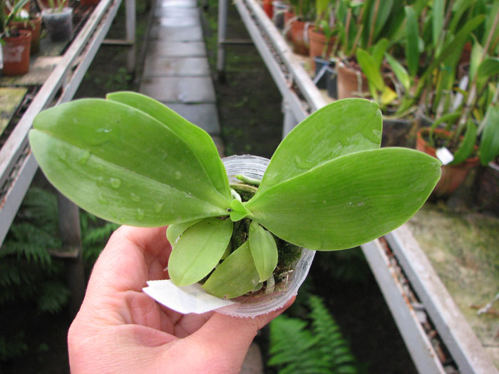 Phalaenopsis Yin's Green Jewel 'Yaphon' x Jennifer Palermo 'C1'.jpg