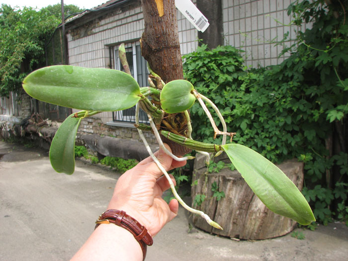 Cattleya walkeriana.jpg