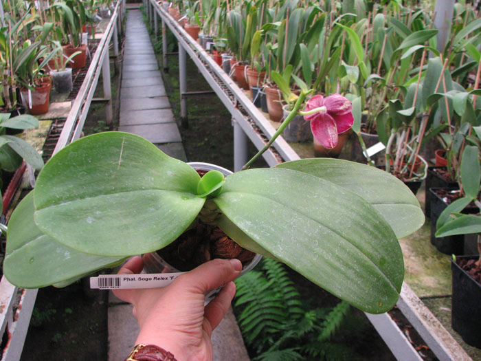 Phalaenopsis Sogo Relex 'F-1661'.jpg
