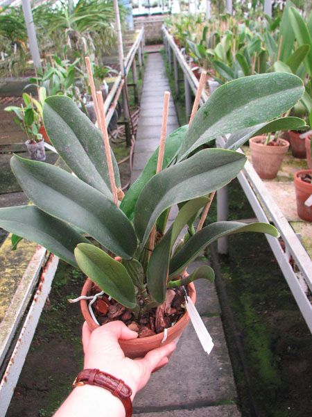 Brassolaeliocattleya Sanyung Ruby 'Kuang Lung' (Waianae Coast x Chia Lin).jpg