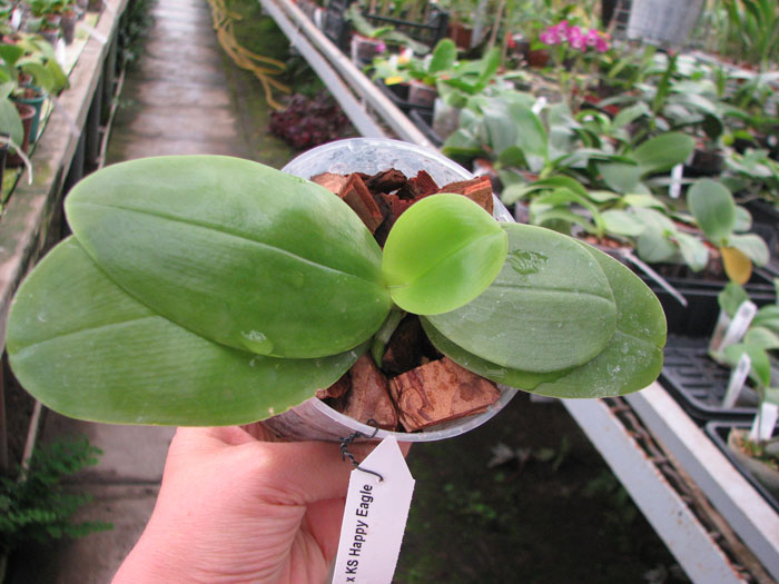 Phalaenopsis bellina x KS Happy Eagle.jpg