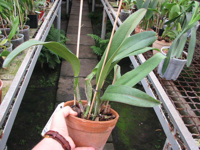 Blc Pamela Hetherington.jpg