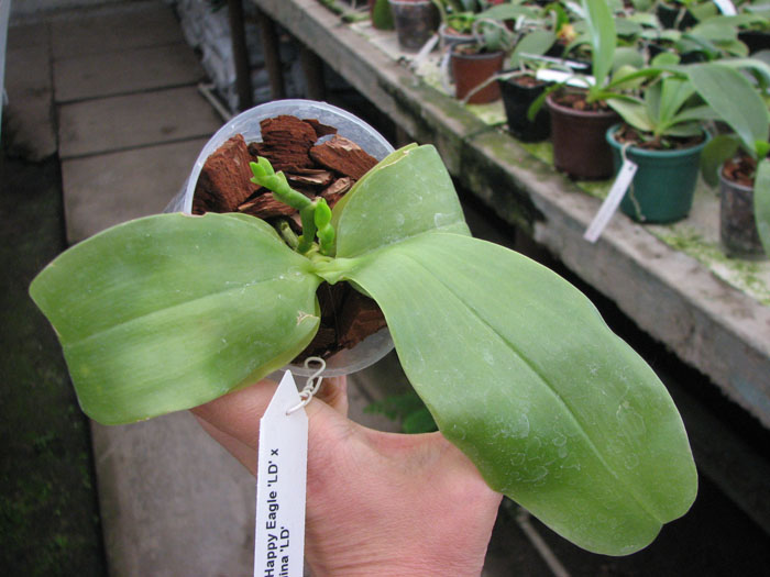 Phalaenopsis KS Happy Eagle 'LD' x Phalaenopsis bellina 'LD'.jpg