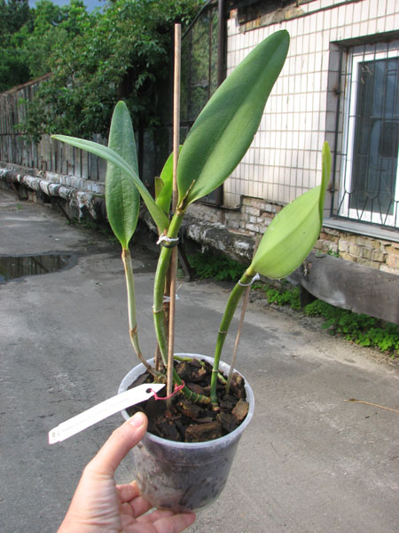 Brassavola glauca x Cattleya intermedia.jpg