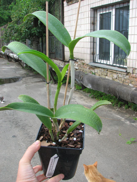 Cattlianthe Sagarik Wax 'Dark Africa' (Cattleya Summerland Girl x Cattlianthe Chocolate Drop).jpg