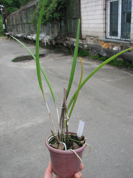 Brassocattleya Amethyst (Laelia purpurata x Brassavola cucullata).jpg