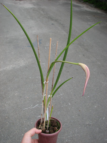 Brassocattleya Amethyst (Laelia purpurata x Brassavola cucullata).jpg