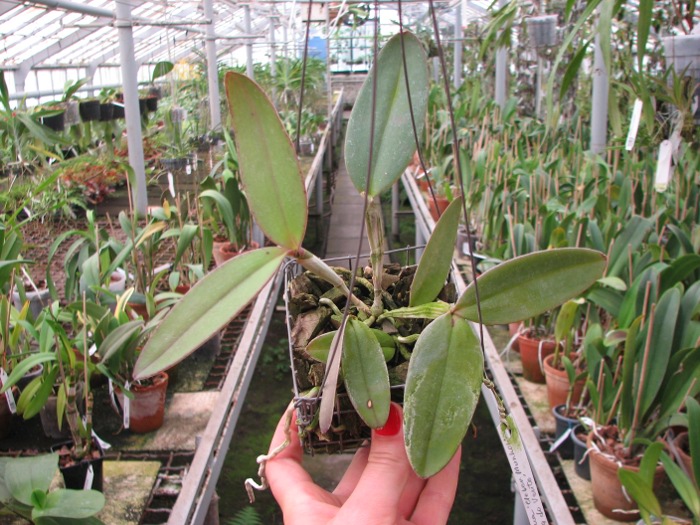 Cattleya schilleriana 'Cleber Munhol' x Cattleya schilleriana 'Pedra do Vento'.JPG