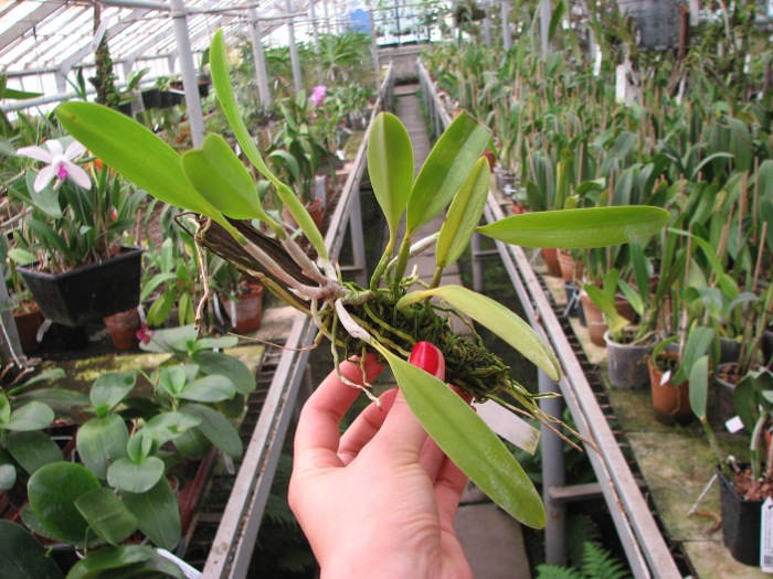 Laelia praestans 'Black Lip' XXX x Laelia praestans 'Daniel' XXX.JPG