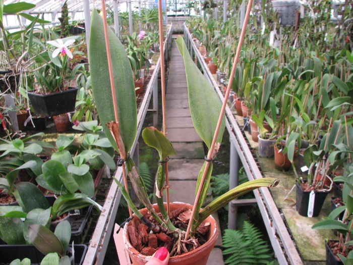 Cattleya schroederae.JPG