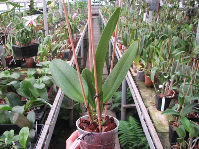 Brassolaeliocattleya George King 'Serendipity'.JPG