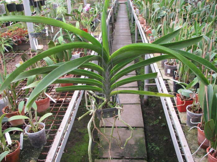 Vanda Somsri Pink x Vanda Golamcos Blue Magic.JPG