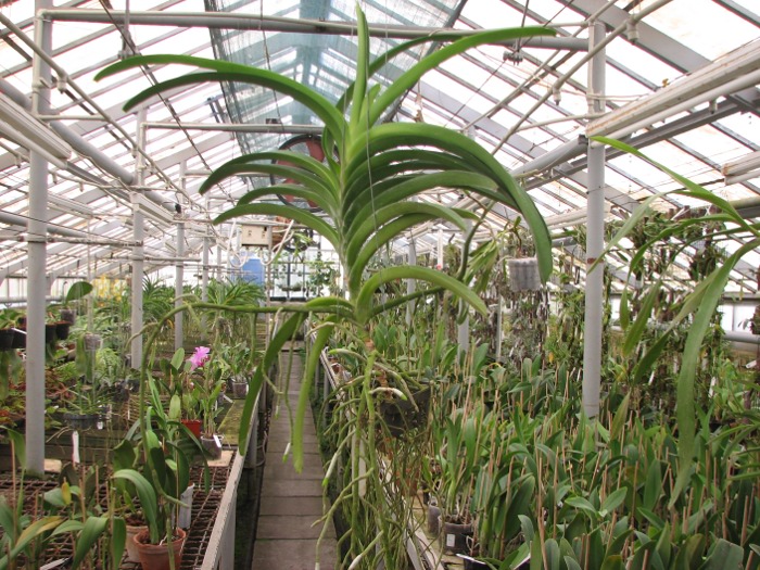 Vanda Madame Rattana x Vanda Rattana - Faye Benette.JPG