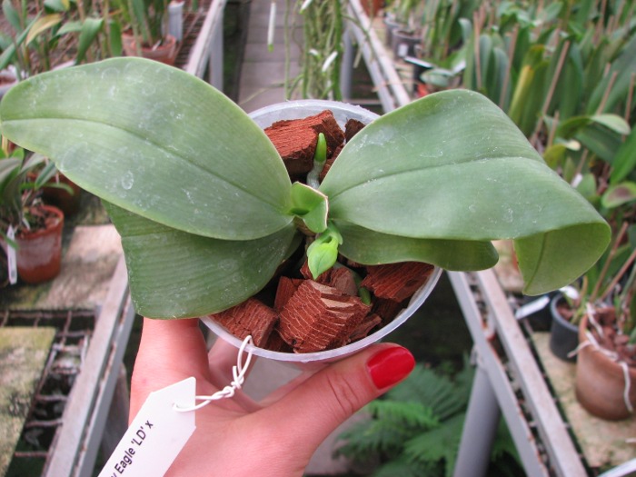 Phalaenopsis KS Happy Eagle 'LD' x Phalaenopsis bellina 'LD'.JPG