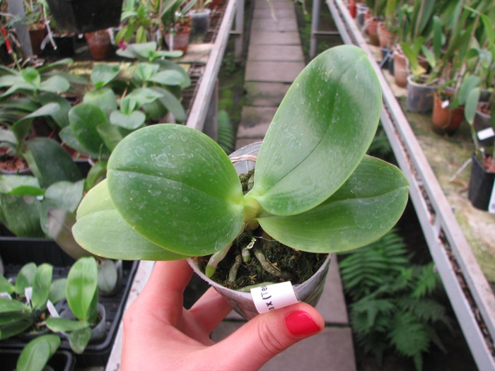 Phalaenopsis KS Red Zebra x (Texes Jewel-tetraspis).JPG