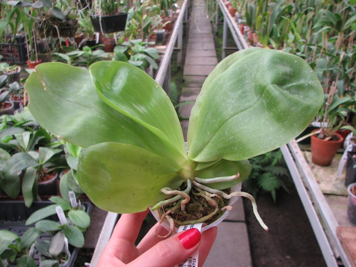 Phalaenopsis Yaphon Skype x (violacea alba x speciosa 'C -1').JPG