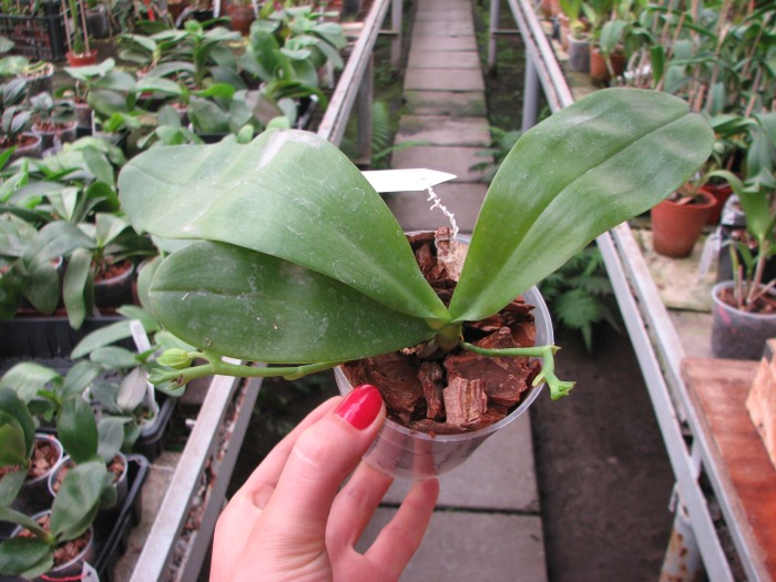 Phalaenopsis violacea alba.JPG