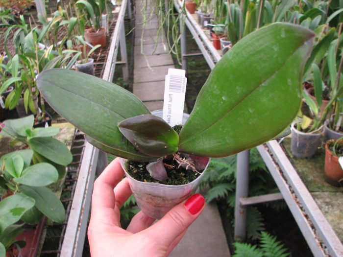 Phalaenopsis Mituo Cake 'Red'.JPG