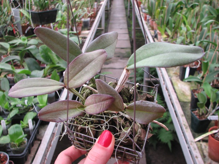 Cattleya schilleriana 'Cleber Munhol' x Cattleya schilleriana 'Pedra do Vento' .JPG