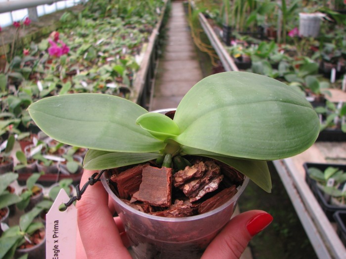 Phalaenopsis Ld Bellina Eagle x Prima.JPG