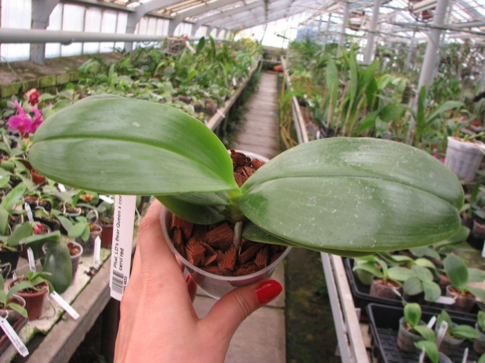 Phalaenopsis LD's Bear Queen x cornu cervi red.JPG