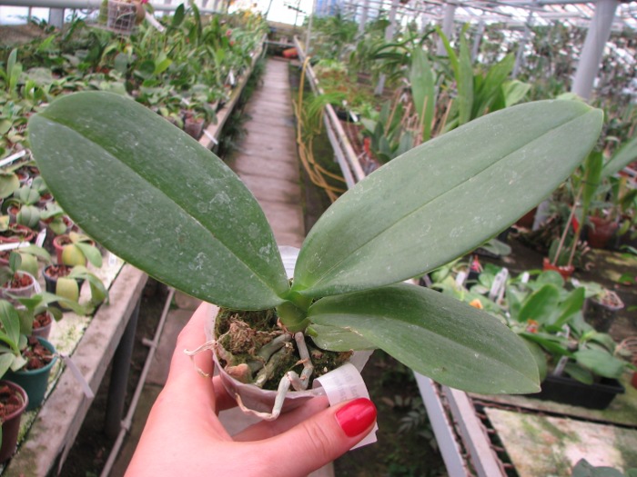 Phalaenopsis Brother Peoker 'BL' x gigantea.JPG