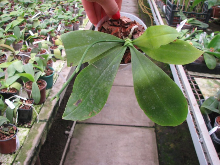 Phalaenopsis corningiana.JPG