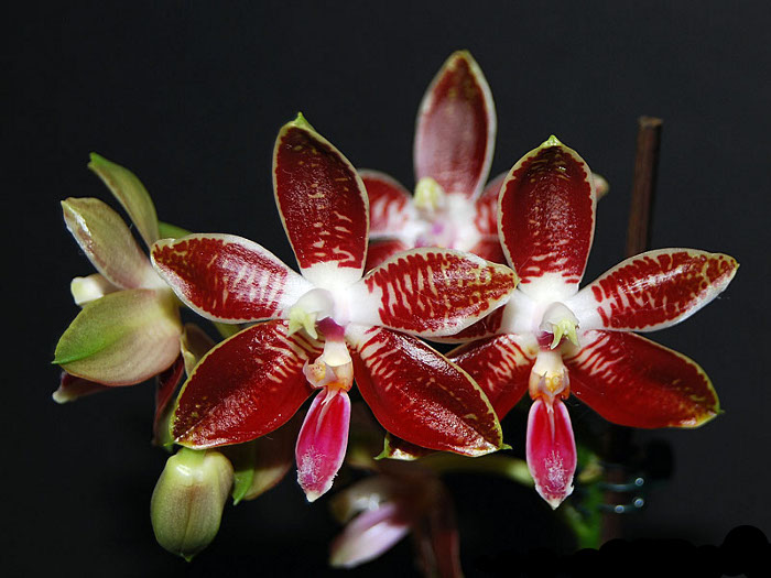 Phalaenopsis corningiana .jpg