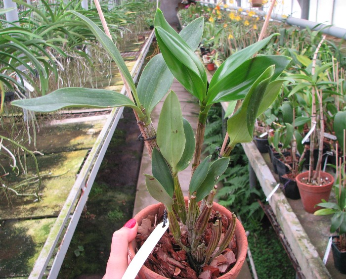 Dendrobium spectabile.JPG