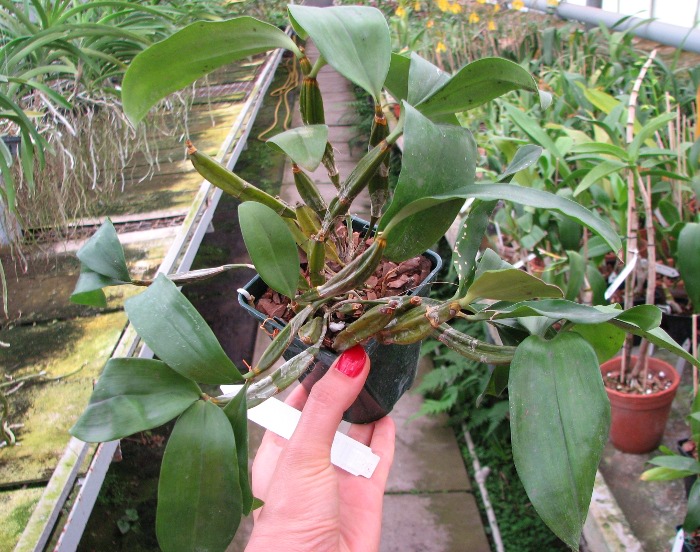 Dendrobium farmeri.JPG