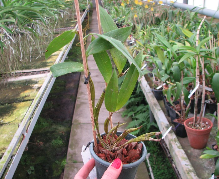 Dendrobium brymerianum.JPG