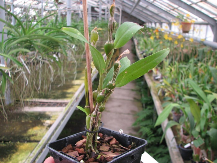 Dendrobium findlayanum.JPG