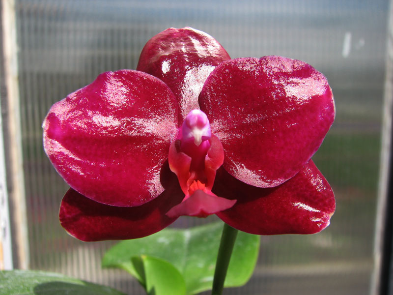 Phalaenopsis Sogo Relex 'F-1661'.jpg