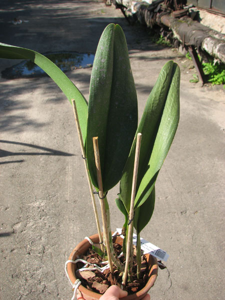 Potinara Haw Yuan Gold 'YC#2'.jpg