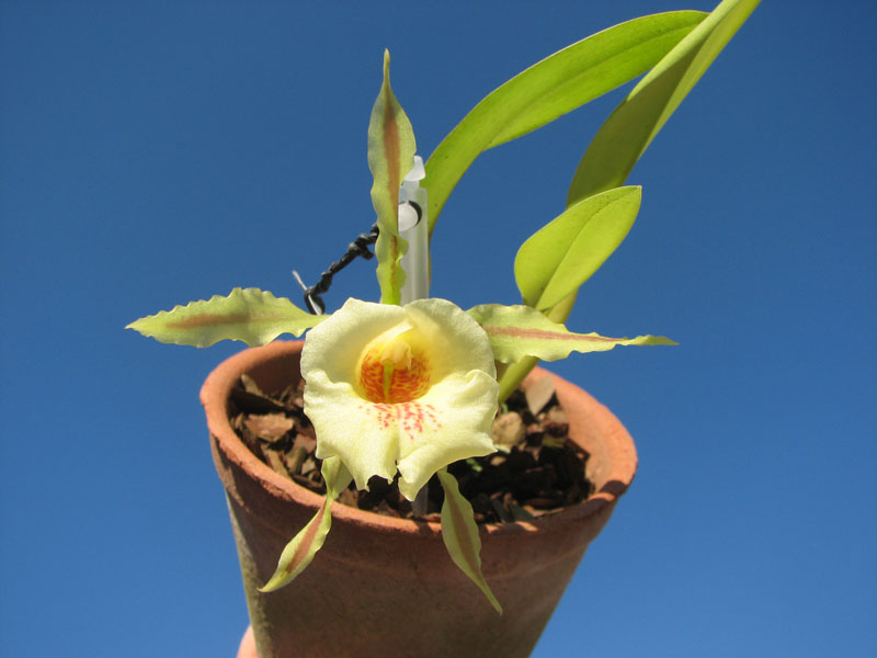 Trichopilia Senne Star (tortilis 'large' x turialbae 'alpha').jpg