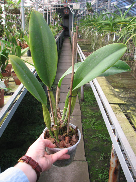 Potinara Spanish Eyes 'Tian Mu'.jpg