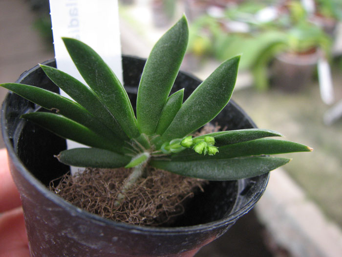 Ornithocephalus gladiatus.jpg