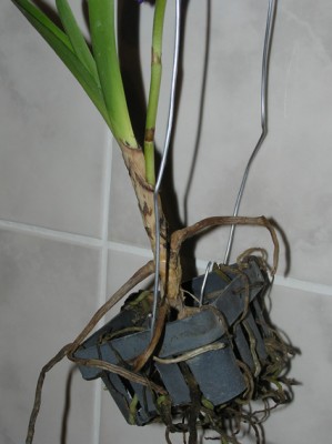 ствол и корни