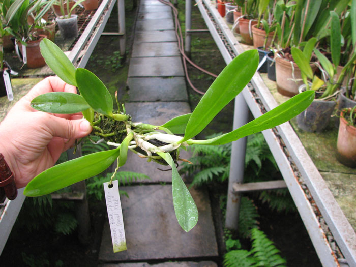 Laelia praestans 'Black Lip' XXX x Laelia praestans 'Daniel' XXX.jpg