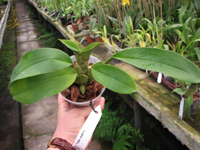 Trichopilia suavis.jpg