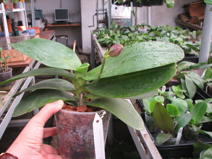 Phalaenopsis Sogo Relex 'F-1661'.jpg