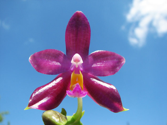 Phalaenopsis Chienlung Red King (Ld's Bear King x pulchra).jpg