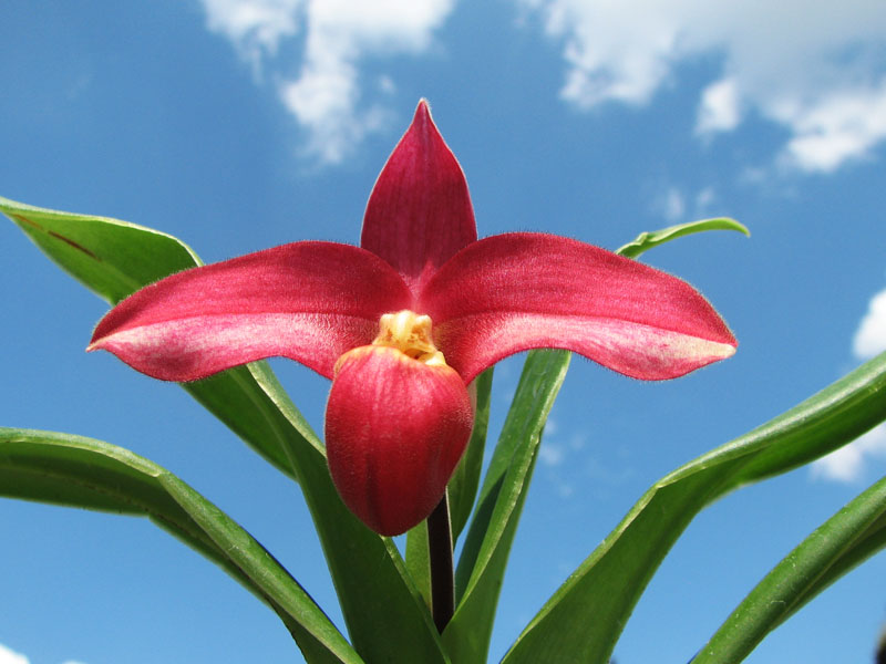 Phragmipedium Andean Fire (besseae x lidleyanum).jpg