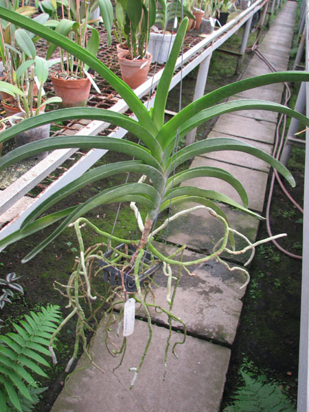 Vanda Chaiya x Vanda Sankamphaeng.jpg