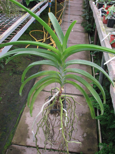 Vanda Rasri Gold x Vanda Doctor Anek.jpg