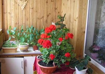 в ящике петуния и пеларгония, в горшках рассада китайской гвоздики