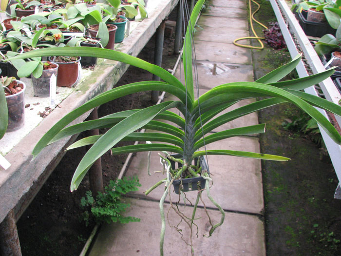 Ascocenda Kultana Pappion x Vanda Kultana Ruby.jpg