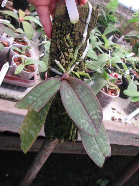 Phalaenopsis stuartiana.jpg