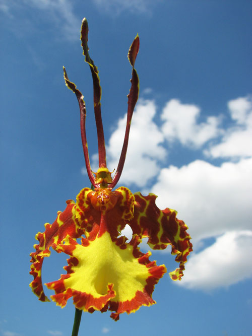 Psychopsis Kalihii 'Big'.jpg