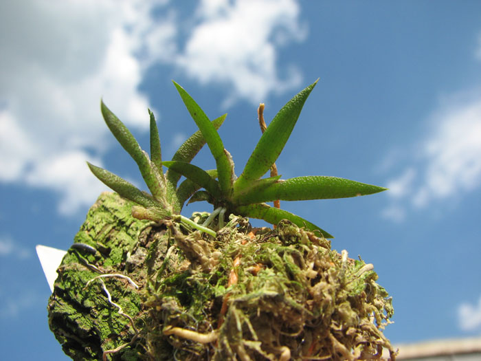 Macroclinium manabinum.jpg